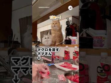 必死に止めようとする猫たち｜PECO