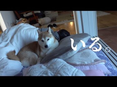 柴犬が実家からきた！お泊まり会の翌朝‥意外な場所にいました。