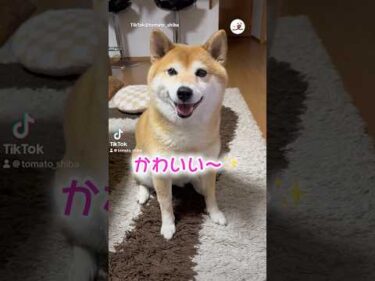 とにかく可愛いトマちゃん｜PECO