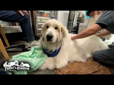 鍼灸は気持ちいいけれど注射はやっぱり苦手なアランです　Great Pyrenees　グレートピレニーズ