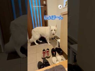 散歩だと思ったらお留守番だった時のお顔が…🥺｜PECO