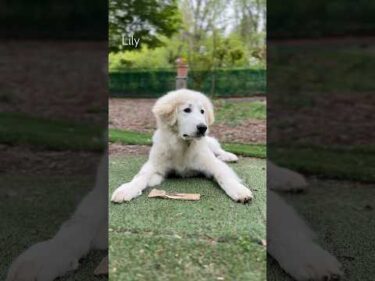 Lily リリー #greatpyrenees #todaysrunrun #グレートピレニーズ #今日のルンルン