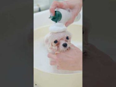 最強に可愛くなるビションの子犬/ The Cutest Bichon Puppy Makeover Ever!#トリミング #子犬 #asmr #puppy  #犬のいる暮らし