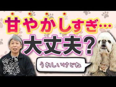 犬を甘やかしすぎるとどうなるの？ドッグトレーナーが解説【犬のしつけ】