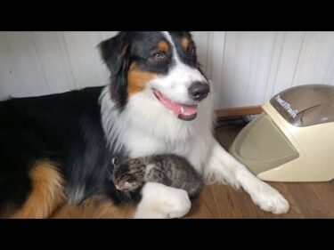 犬の胸元に入ったと思ったら、一瞬で爆睡する子猫　Kitten instantly falls asleep in dog’s chest