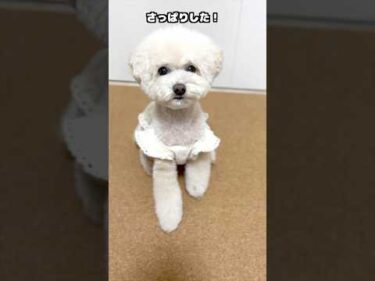 三桜たんさっぱり変身♪ #犬 #トイプードル #かわいい #トイプードルの虎太郎三桜 #癒し #といぷーどる #こたみお