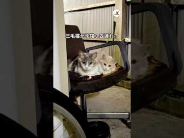 子連れの母猫が心を開くまで｜PECO