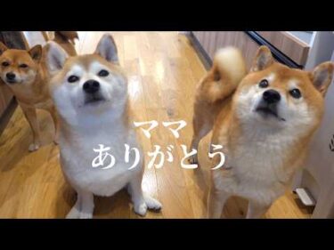 柴犬の寂しげな表情…パパがいない日を癒すママの行動が素敵すぎる。