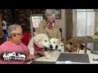 ブリーダーさんご訪問で大興奮のアランとベルとリリーです　Great Pyrenees　グレートピレニーズ