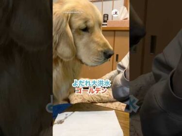 お姉ちゃんからのお裾分けでよだれが…😂｜PECO