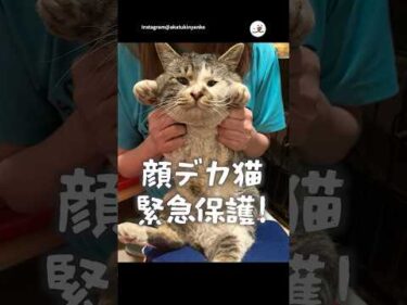 【保護猫】工場長が保護されました🐱｜PECO