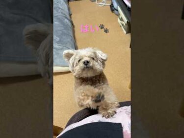 お腹すきました🐶  #犬 #トイプードル #かわいい #トイプードルの虎太郎三桜 #癒し #といぷーどる #こたみお #鍋焼きうどん