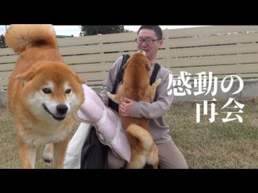 柴犬が不在のパパを待つ姿が健気すぎる…おかえりなさい。