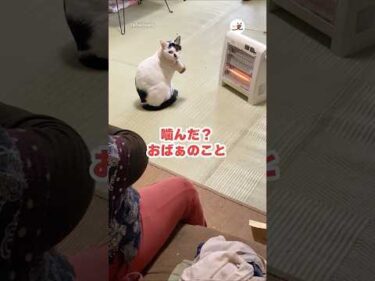 ヒーターギャング現る😼｜PECO