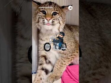 【絶滅危惧種】威嚇の声があの音🏍️｜PECO