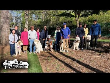 お友達ご訪問で警戒気味のアランとベルと皆んなにご挨拶したリリーです　Great Pyrenees　グレートピレニーズ