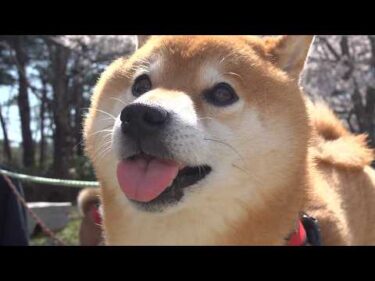保護猫活動の裏側‥柴犬に感謝の想いを伝えてきました。