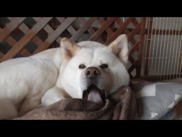 【秋田犬ゆうき】朝はのんびりだらだら過ごしたいので朝食を急かす声は聞こえないフリをする【akita dog】