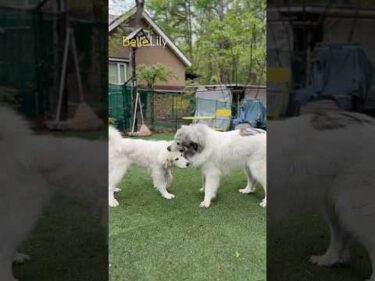 Belle ベル Lily リリー #greatpyrenees #todaysrunrun #グレートピレニーズ #今日のルンルン