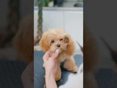 前足が器用なマルプーの可愛すぎる顔カット #asmr #shorts  #子犬 #トリミング #asmr #ヘアカット