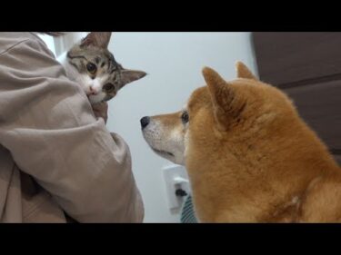 柴犬は子猫がシャワーを頑張るそばで、意外な姿を見せました。