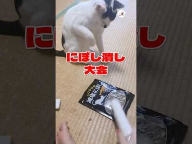 【恒例】にぼし潰し大会開幕｜PECO