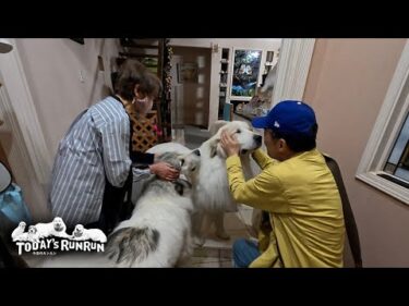 出迎えは8割方お父さんとお母さんに時間を使うアランとベルとリリーです　Great Pyrenees　グレートピレニーズ