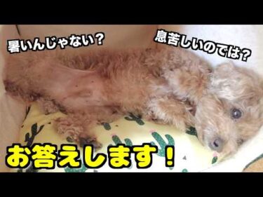 愛犬に異変があった動画の「暑いんじゃない？」というコメントにお答えします！【トイプードル】