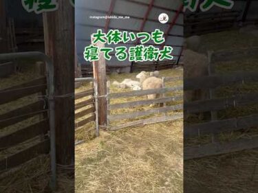 護衛犬として働いているが…😴｜PECO