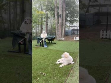 Belle ベル Lily リリー #greatpyrenees #todaysrunrun #グレートピレニーズ #今日のルンルン