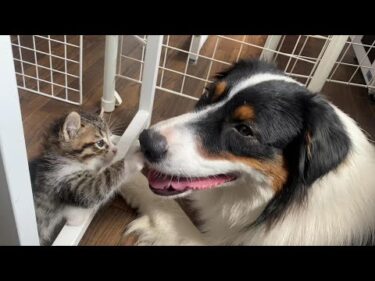 子猫のかまって熱烈アタック→「眠すぎる勘弁して…」な犬　A kitten who wants to play and a sleepy dog