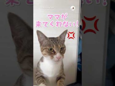 ママと一緒に寝たいけど…｜PECO