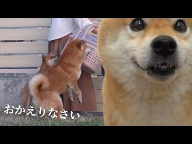 柴犬は子猫が手術から戻ると涙を誘う優しさを見せました。