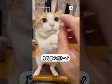 オヤツへの執念が愛おしすぎる｜PECO