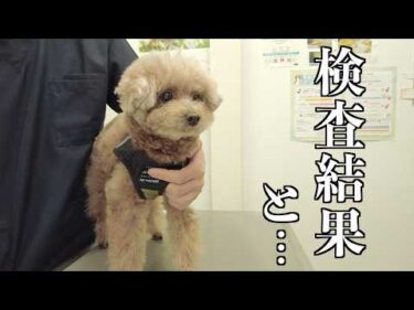 【説明多め】血液検査の結果を聞きに行ったらさらなる検査が必要となりました…【トイプードル】