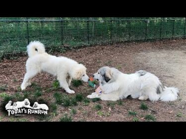 カモのぬいぐるみをリリーに渡したくないベルです　Great Pyrenees　グレートピレニーズ