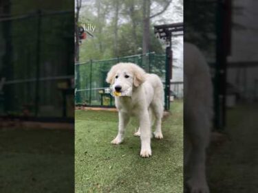 Lily リリー #greatpyrenees #todaysrunrun #グレートピレニーズ #今日のルンルン