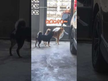 【無事に届けられるか？】柴犬ポストマン｜PECO