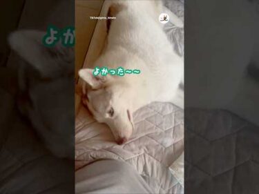 お母さんが来るまで赤ちゃんをあやすワンコ｜PECO
