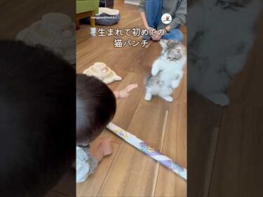 猫パンチデビューした日｜PECO