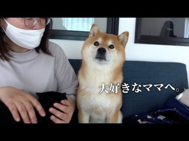 柴犬とデート/大好きなママとの時間をプレゼントしたら‥世界で一番の笑顔を見せました/Vlog