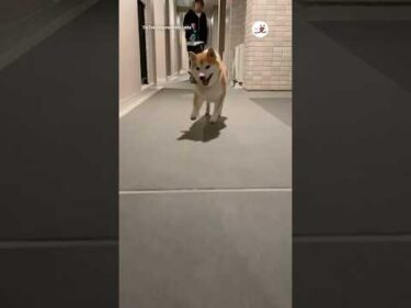 散歩帰りの柴犬が見せる“柴ステップ”が可愛すぎた🐕💗｜PECO@mameshibalatte