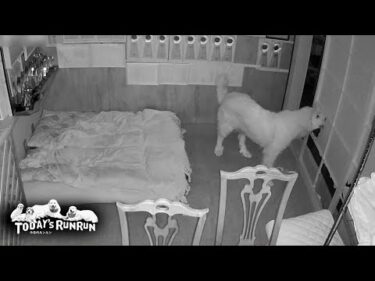 疑惑から確定へ！障子破きを監視カメラで撮られたリリーです　Great Pyrenees　グレートピレニーズ