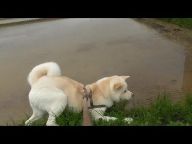 【秋田犬ゆうき】トラクターが怖くて引き返したけど一周したので結局また元の場所に戻ってしまう【akita dog】