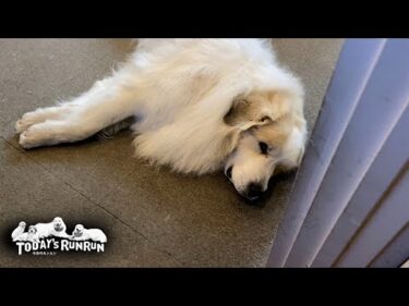 春眠暁を覚えず…ダラダラしていて起きてこないアランです　Great Pyrenees　グレートピレニーズ