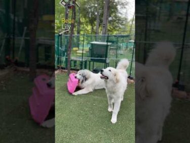 Belle ベル Lily リリー #greatpyrenees #todaysrunrun #グレートピレニーズ #今日のルンルン