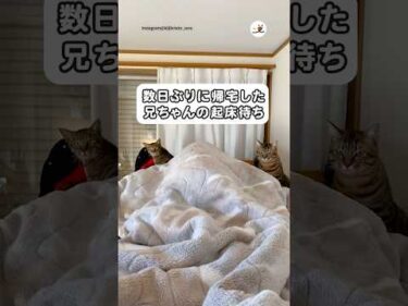 猫さん「お兄、帰ってきたから見張っとく」｜PECO
