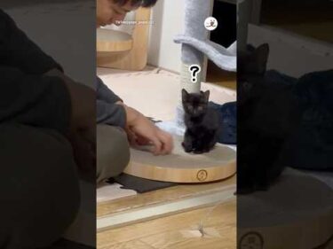子猫に爪研ぎを教えたら…｜PECO