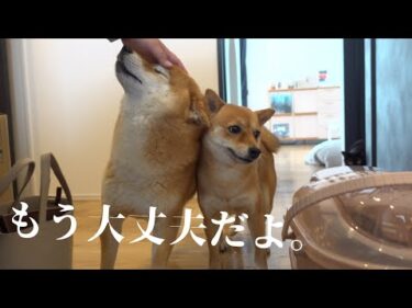 【保護猫】ママが動物病院から帰宅‥新しい小さな命とともに。
