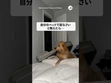 まさかの毎晩ベッド持ってきた｜PECO #shorts